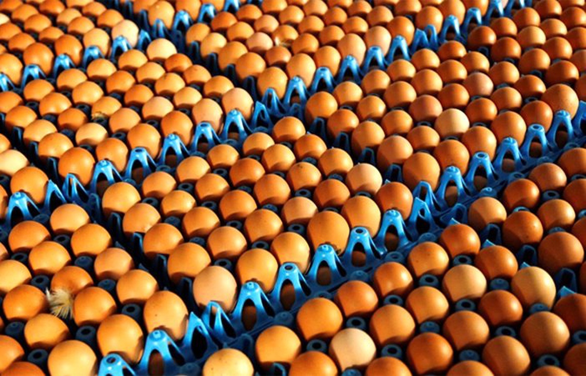 Tavuk yumurtası üretimi, mayısta yüzde 1,2 azaldı