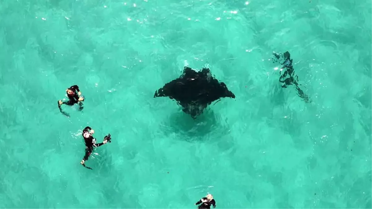 Yaralanmış Manta Vatozunun Dalgıçlardan Yardım İstediği Büyüleyici An (Video)