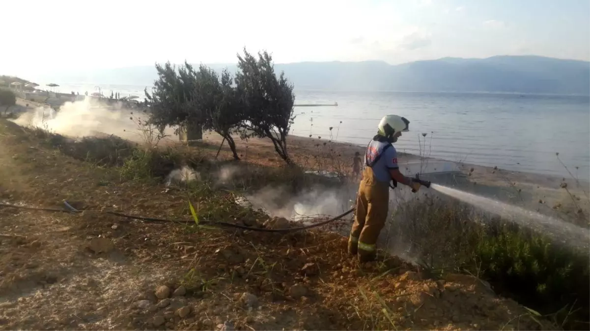 Burhaniye\'de ot yangını ağaçlara zarar verdi