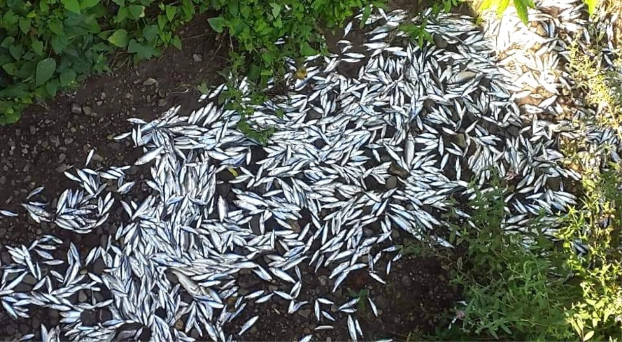 Kepsut\'ta balık ölümlerinin oksijensizlikten olduğu açıklandı
