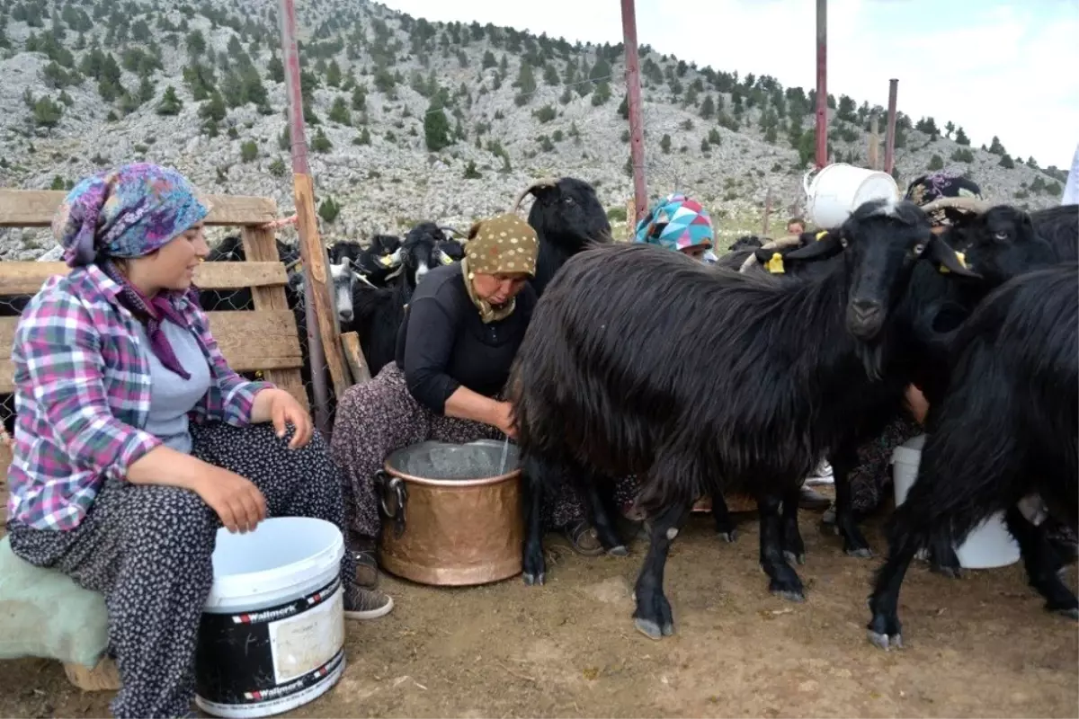 Selanik göçmeni aile yaylada besicilik yaparak geçiniyor