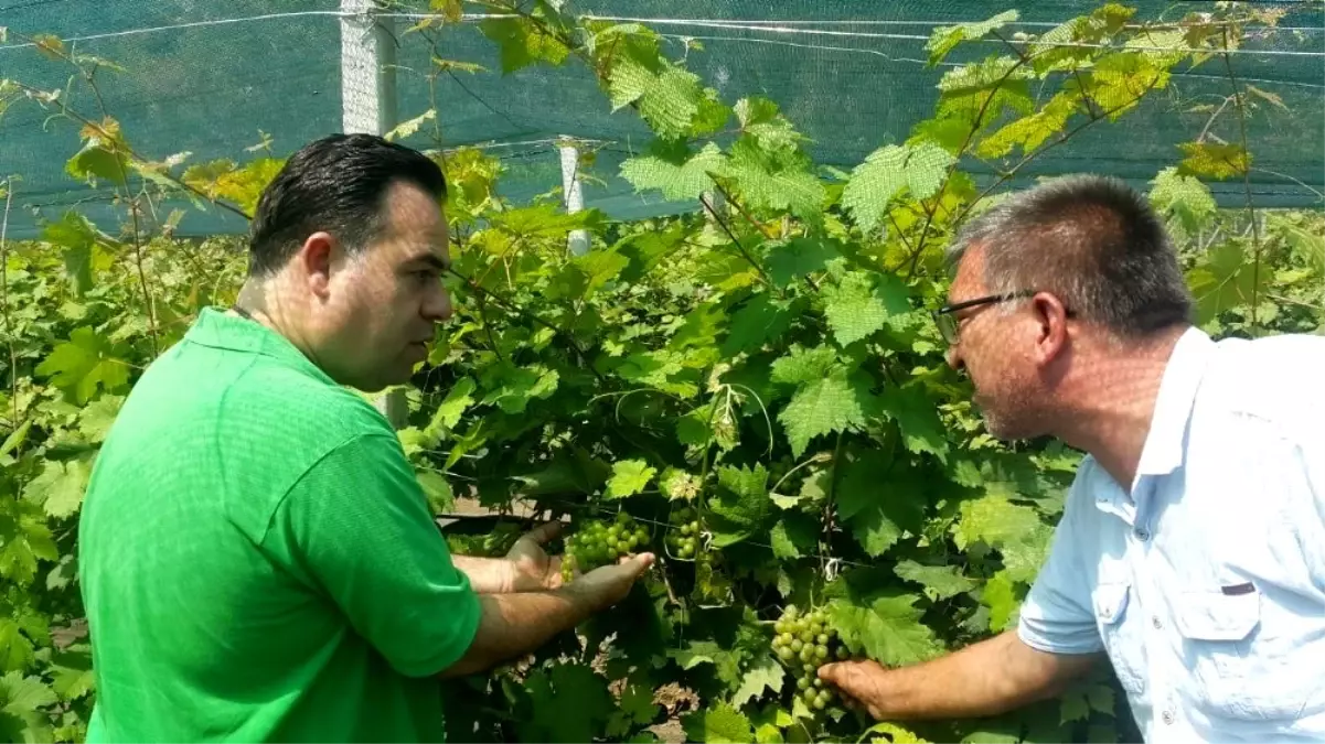 Tarsus beyaz üzümünün taneleme sorunu çözüldü