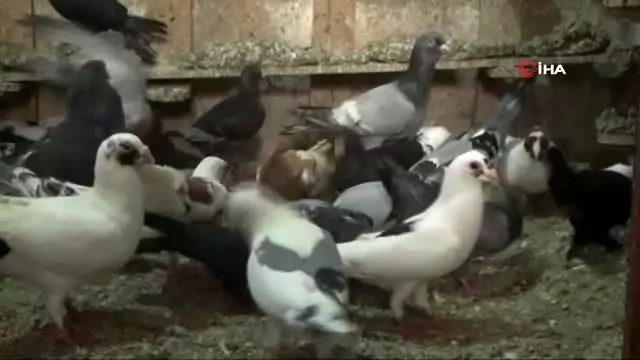 van kedisine sanliurfa dan guvercin rakip van kedisine sanliurfa dan guvercin rakip