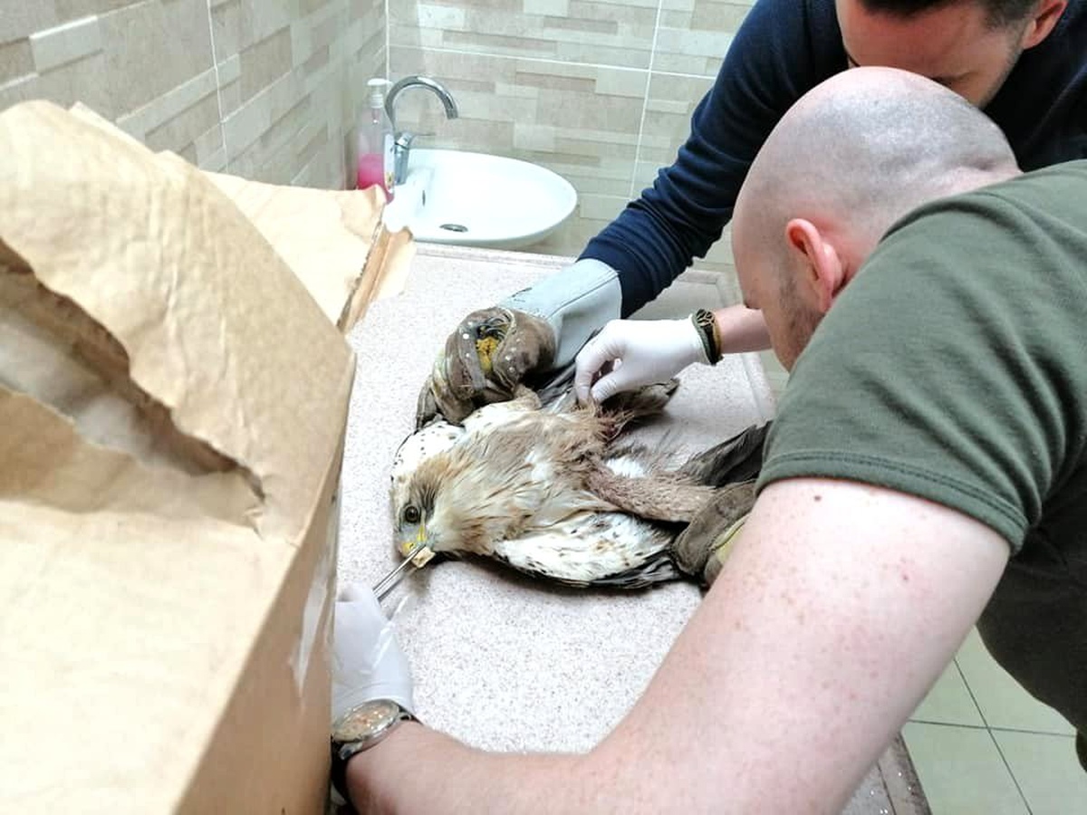 Vücuduna saçma isabet eden yaralı kuş tedavi altına alındı