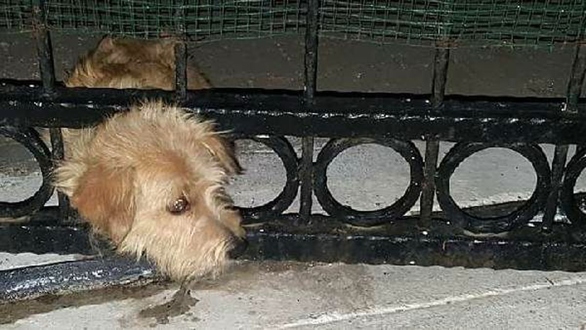 Başını demir kapıya sıkıştıran yavru köpeği itfaiye kurtardı
