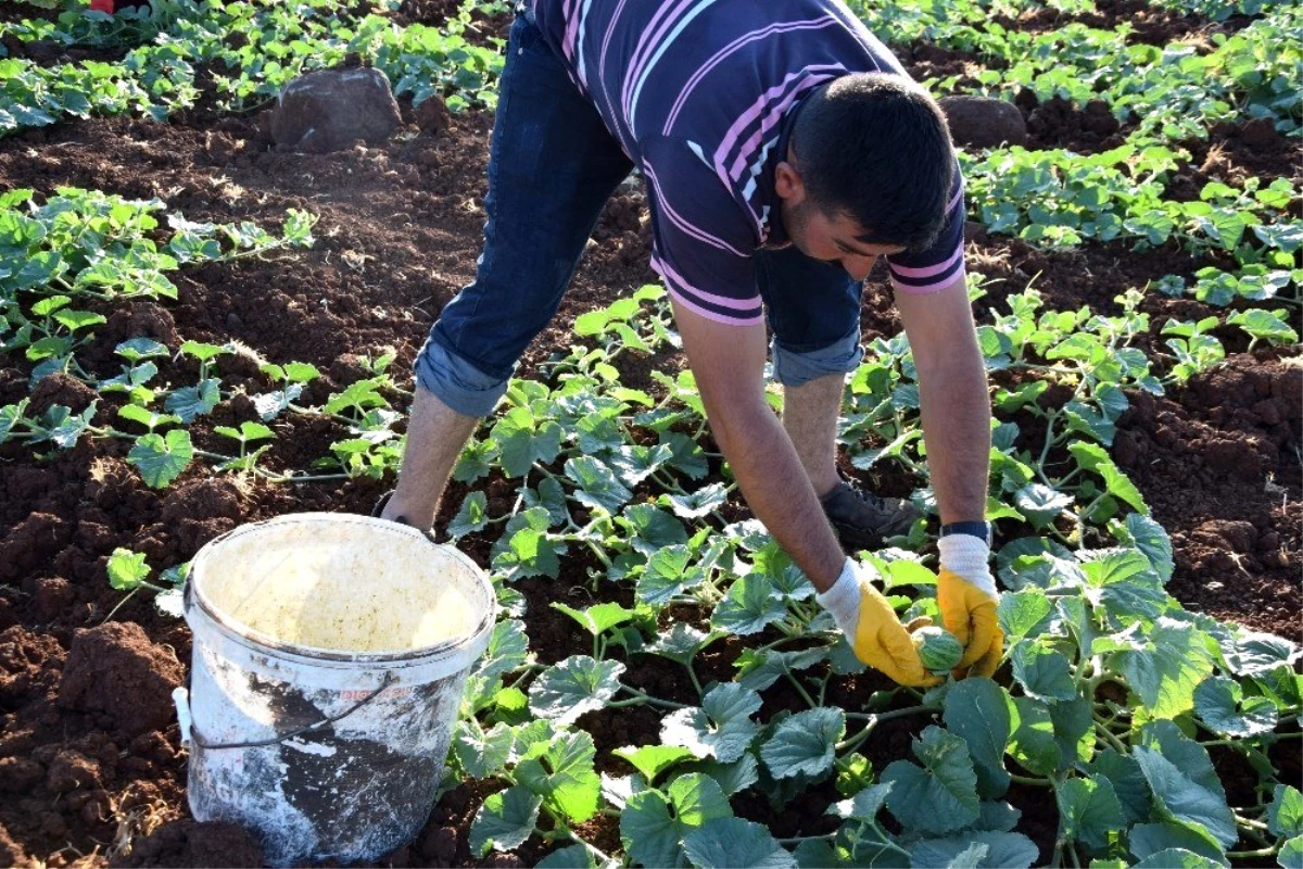 Dışı karpuza, içi kavuna, tadı salatalığa benziyor