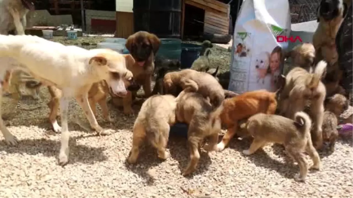 EDİRNE Sokağa terk edilen yavru köpekler sahiplendirilmeyi bekliyor