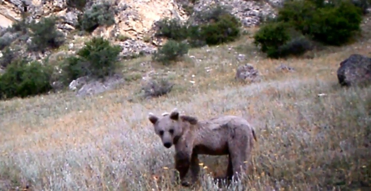 Erzurum\'da yaban hayatı fotokapana yansıdı