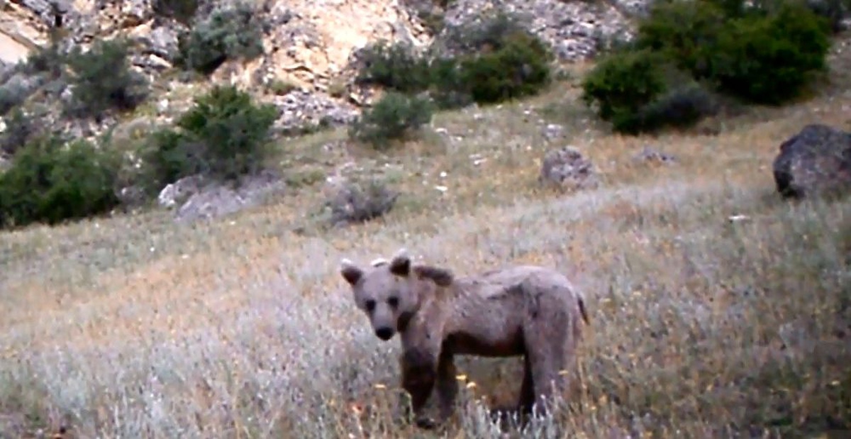 Erzurum\'da yaban hayatı fotokapana yansıdı