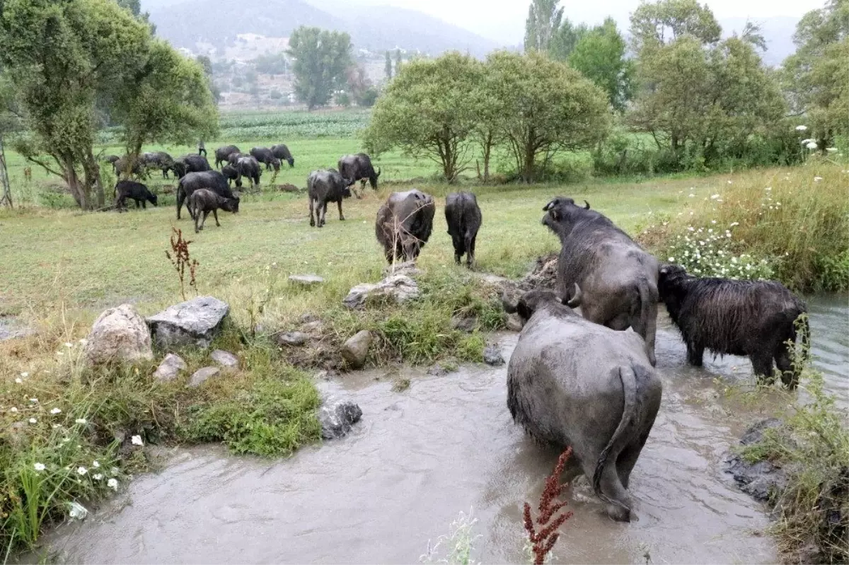 Köylünün hayatı mandayla değişiyor