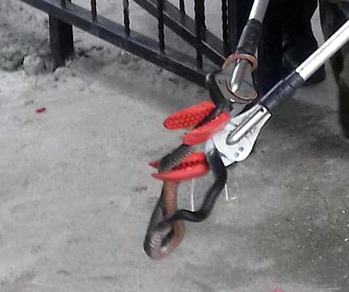 Mutfağa giren yılanı, itfaiyeciler yakaladı