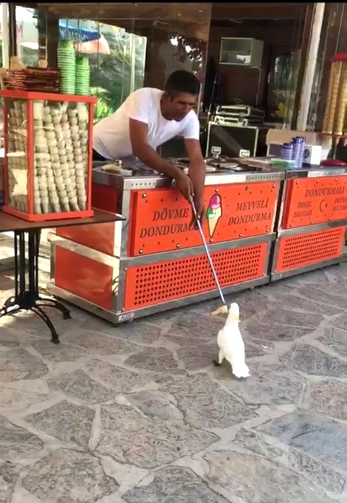 Papağanın dondurma ile imtihanı