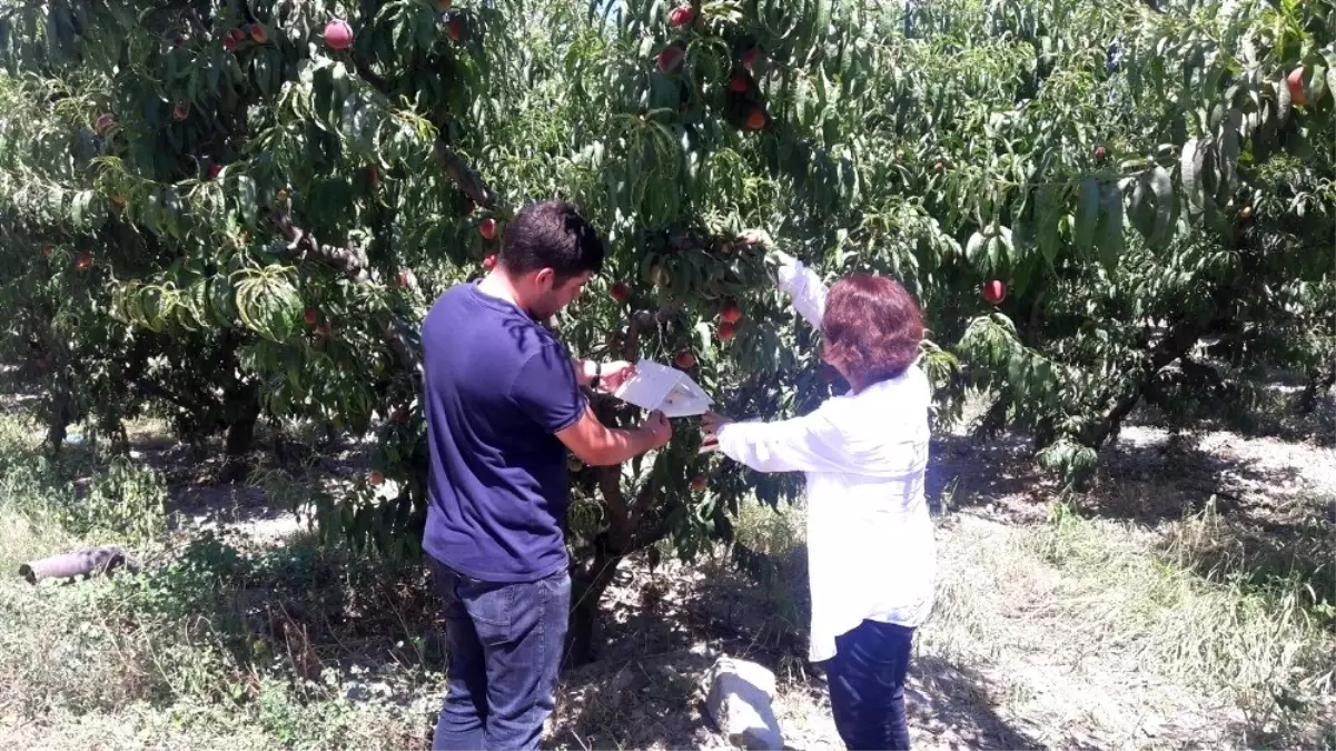 Şeftali bahçeleri kontrol altında tutuluyor