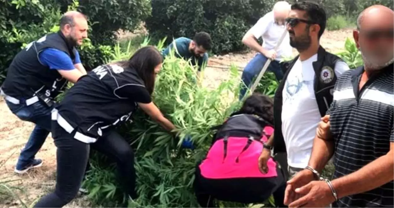 70 kök hint keneviri eken yaşlı adamdan ilginç savunma: Doktor tavsiye etti