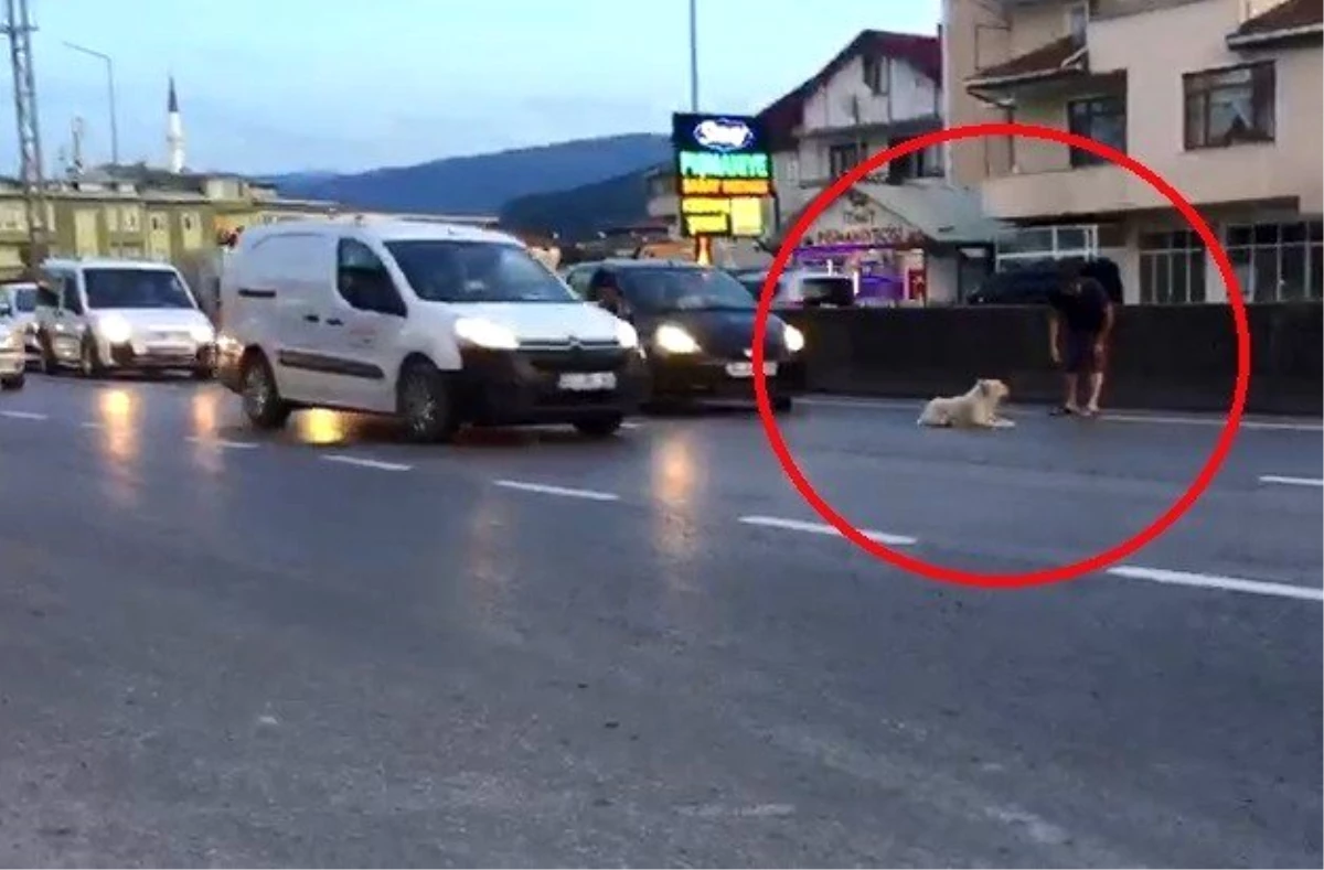Yolun ortasına yatan köpek trafiği felç etti