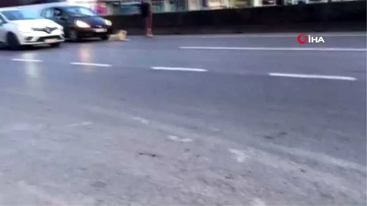 Yolun ortasına yatan köpek trafiği felç etti