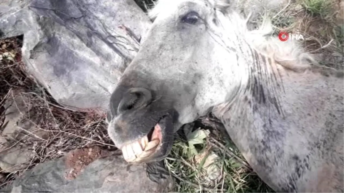 Yürek sızlatan görüntü...Aşırı yüke dayanamayıp düşen atı, ölüme terk ettiler