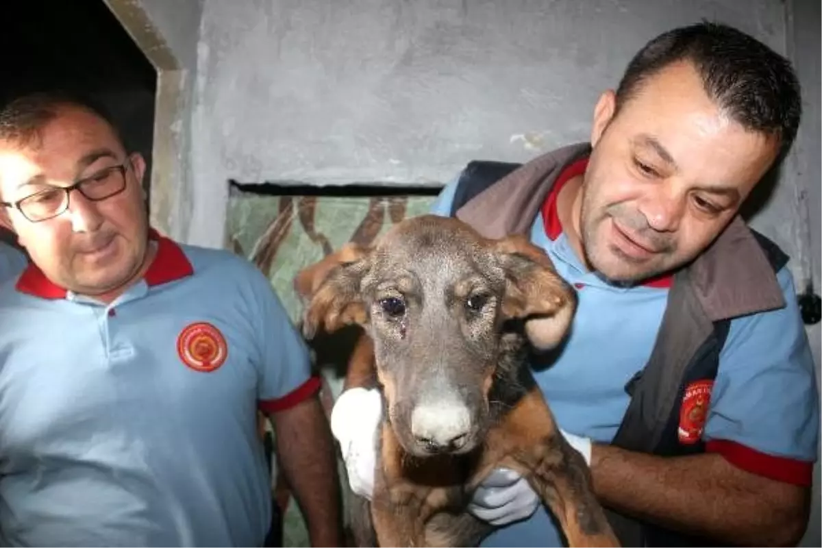 Apartman boşluğunda 10 gündür mahsur köpek kurtarıldı