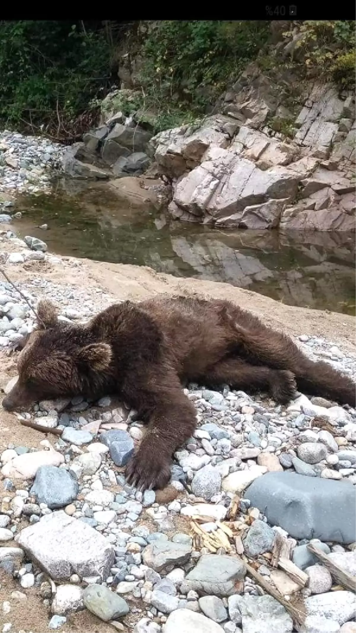 Boz ayı görüntülendiği yerde öldürülmüş olarak bulundu