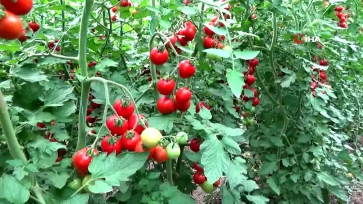 Domates üretiminde dev yatırıma ilk adım