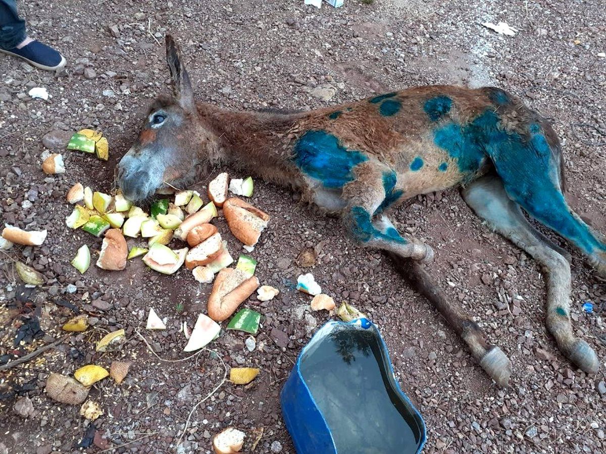 Eşeği halıya sarıp ormanda ölüme terk ettiler