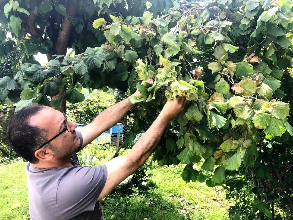 Fındık üreticisinin fiyatı beklentisi 20 TL