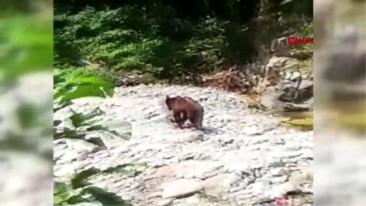 GİRESUN Boz ayı görüldüğü yerde, 3 gün sonra vurulmuş halde bulundu