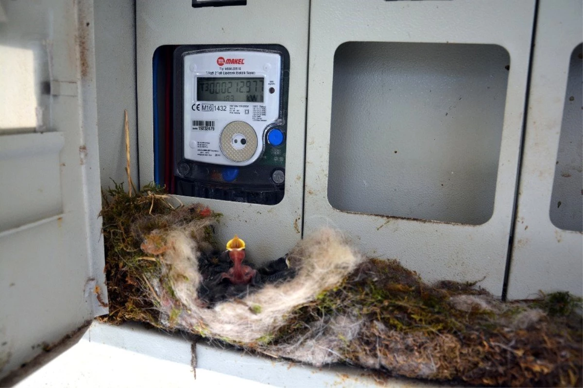 Kuş elektrik saatine yuva yapınca ev sahibi elektriğini kesti