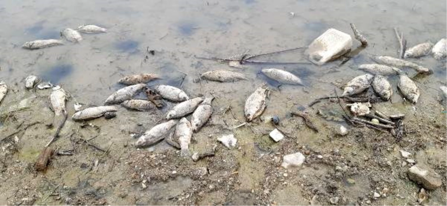 Samsun\'da korkutan görüntü! Sazan balıkları kıyıya vurdu