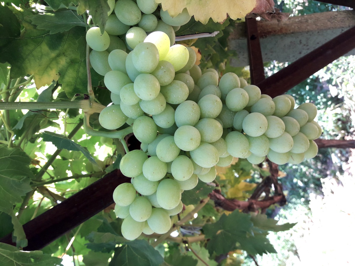 Superior seedless üzümünün ihracat yolculuğu başlıyor!