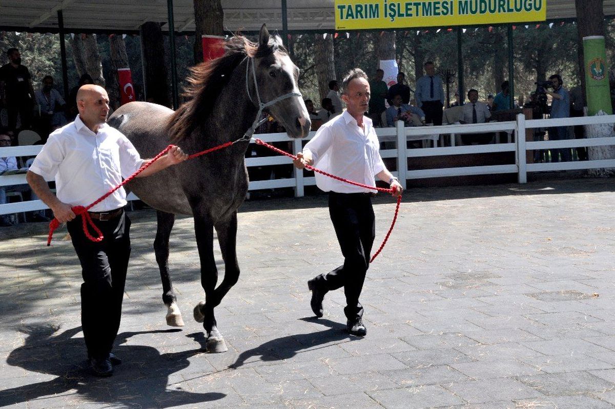 TİGEM\'in tayları görücüye çıkıyor