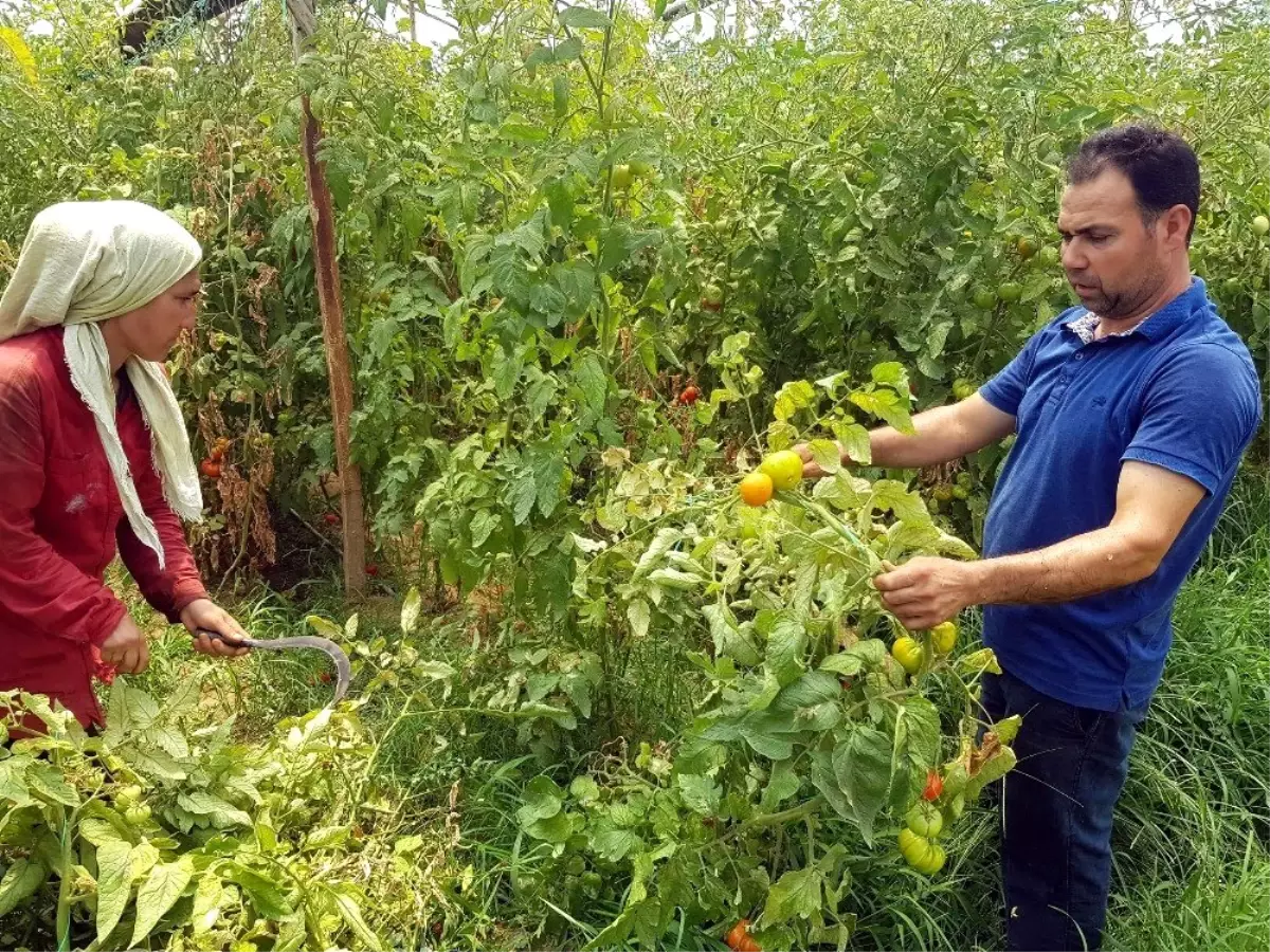 Tozla baş edemeyince seradaki domateslerini söktü