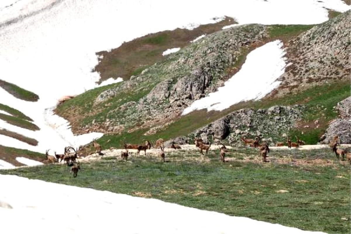 Tunceli\'de yaban keçileri sürü halinde görüntülendi
