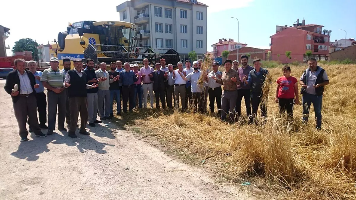 Aslanapa Ovası\'nda hasat dönemi dualarla başladı