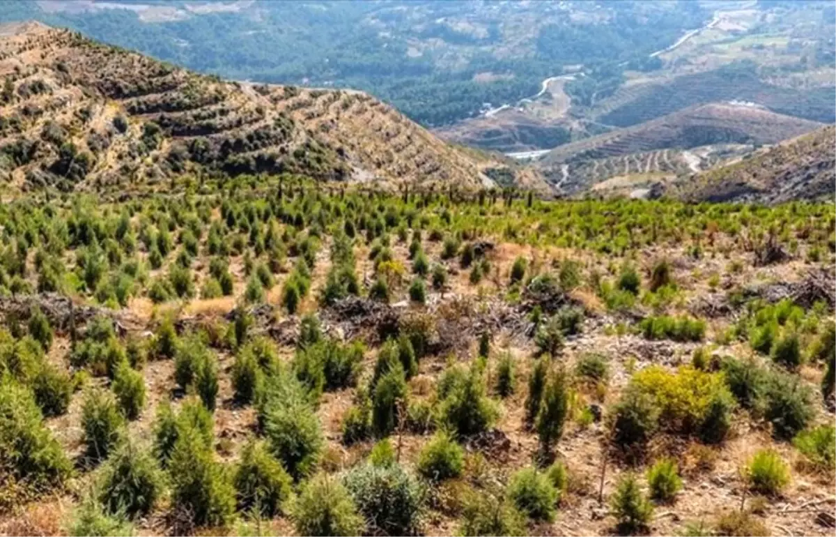 BOTAŞ 1 milyon 200 bin metrekarelik alanı ağaçlandıracak