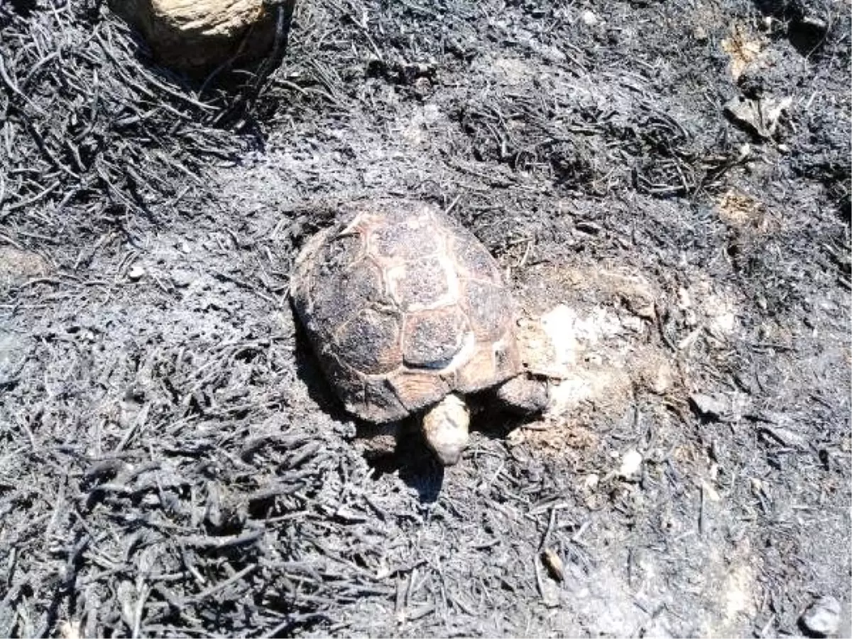 İtfaiyenin müdahalesi kaplumbağayı hayata bağladı