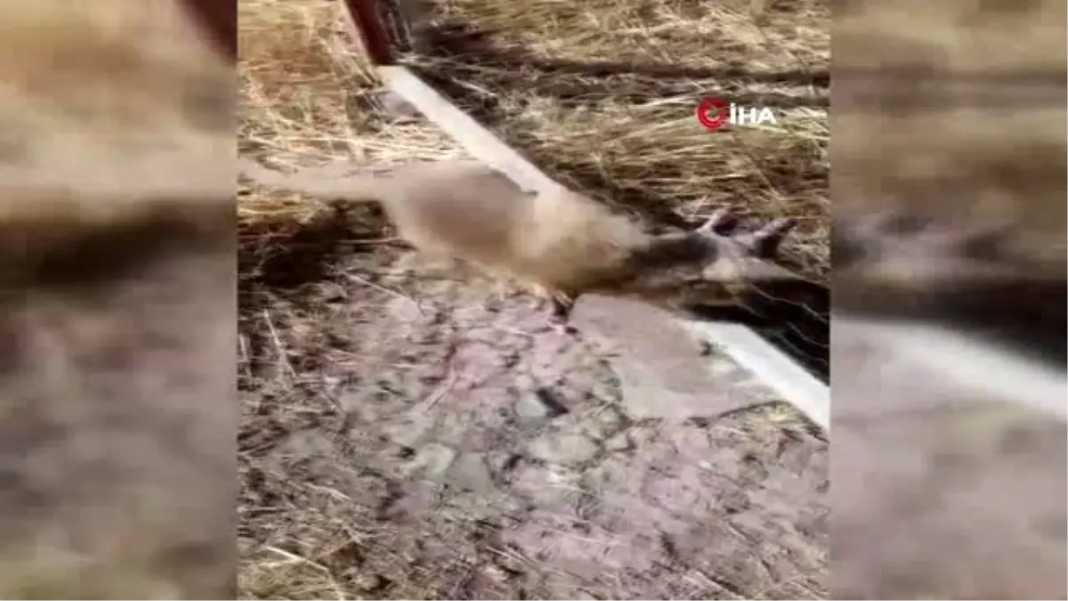 Kafası tellere sıkışan tilkiyi penseyle kurtardı