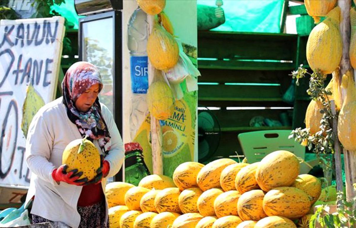 Kırkağaç kavununda 45 bin ton rekolte bekleniyor