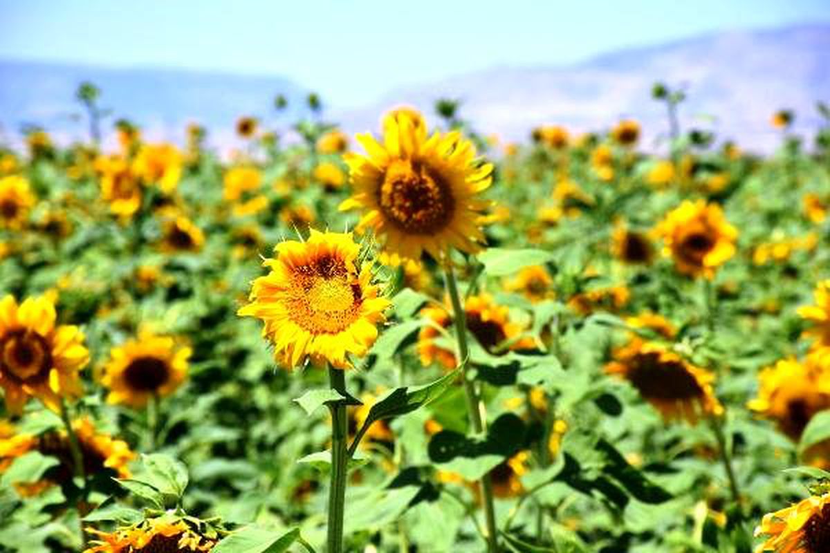 Malatya\'daki ayçiçeği tarlalarında görsel şölen