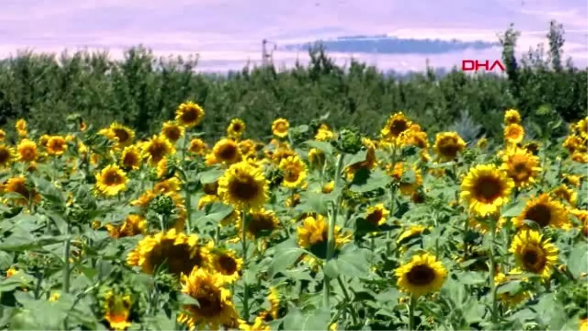 Malatya\'daki ayçiçeği tarlalarında görsel şölen