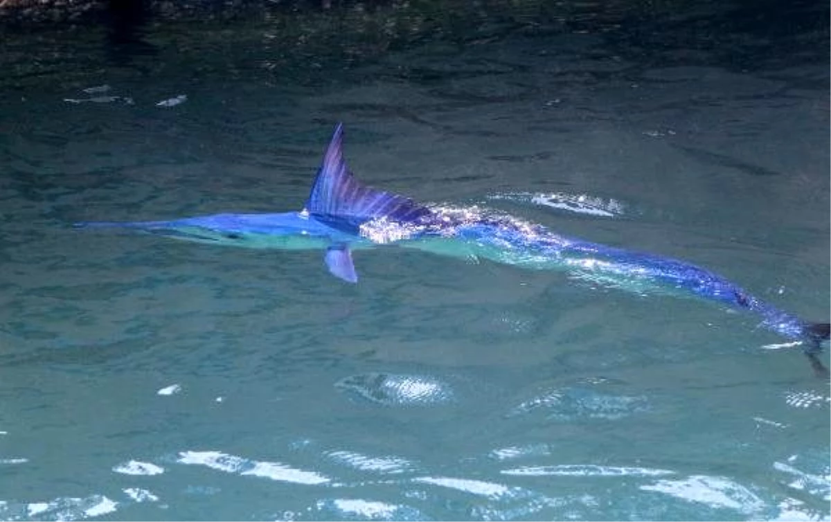 Mavi yelken balığı Kemer\'de görüntülendi