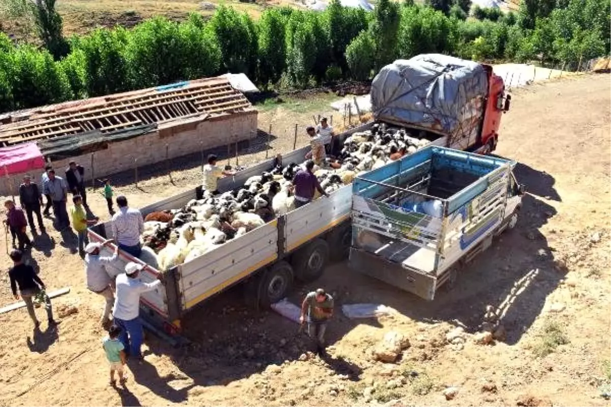 Muş\'tan kurbanlık sevkiyatı başladı