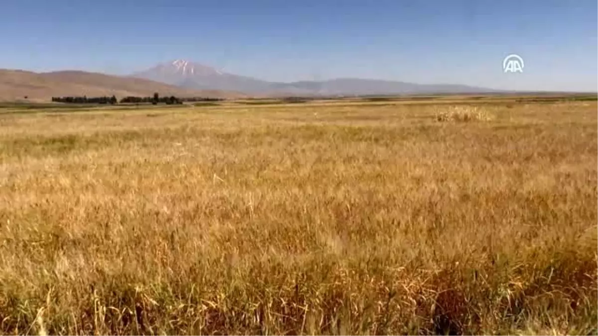 Ömrünü atalık tohum "gacer"i yaşatmaya adadı