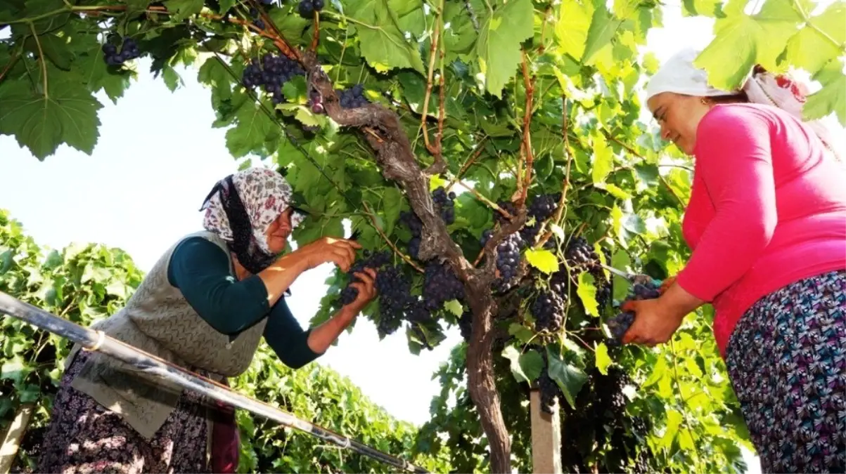 Sarıgöl\'ün ilk üzümleri Rusya\'ya