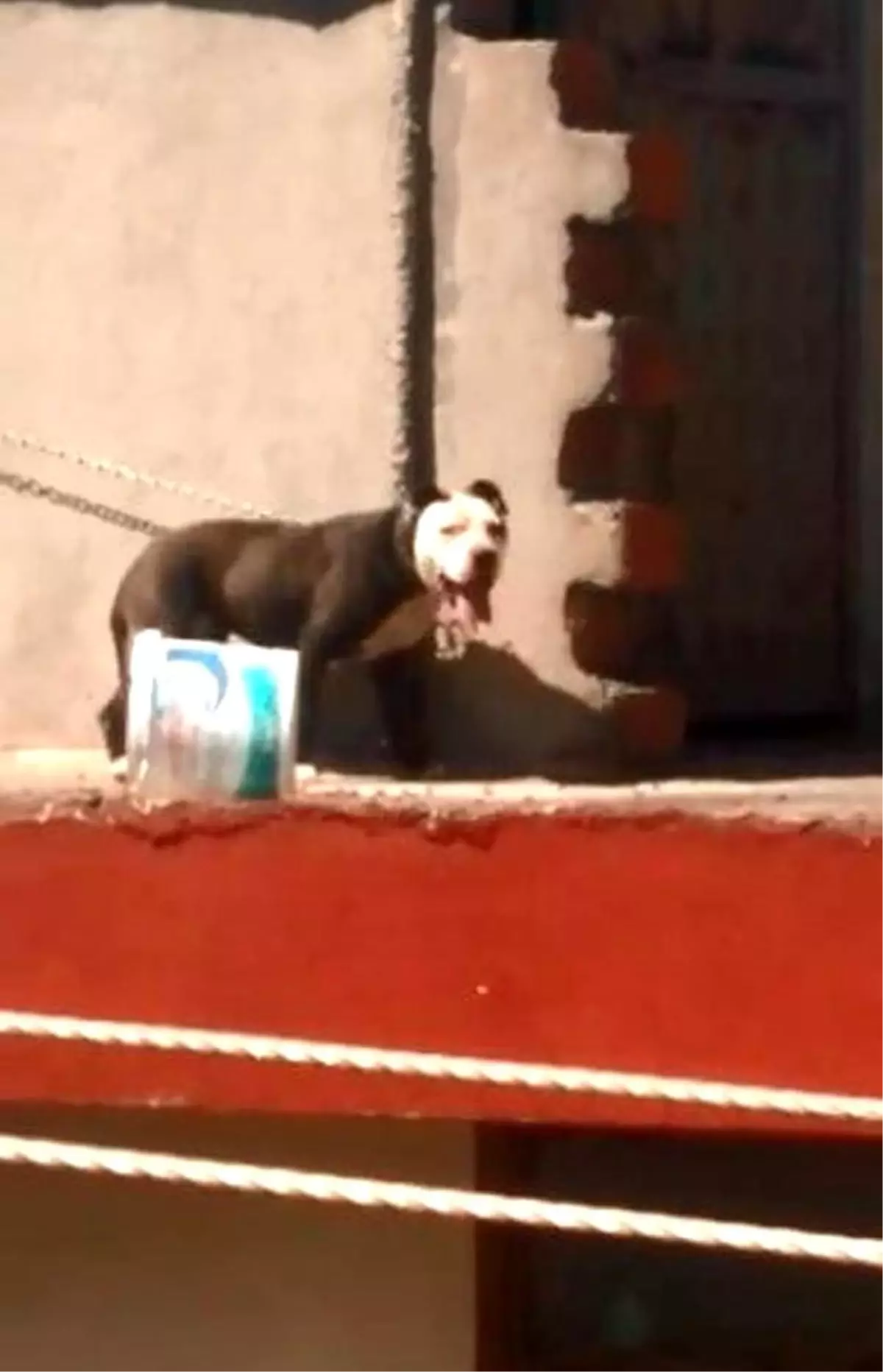 Sıcaktan ölen köpeğin sahibine 7 bin 802 lira ceza
