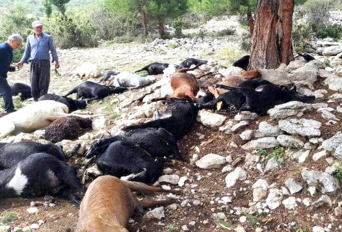 Tarsus\'ta yıldırım düştü; 25 küçükbaş öldü
