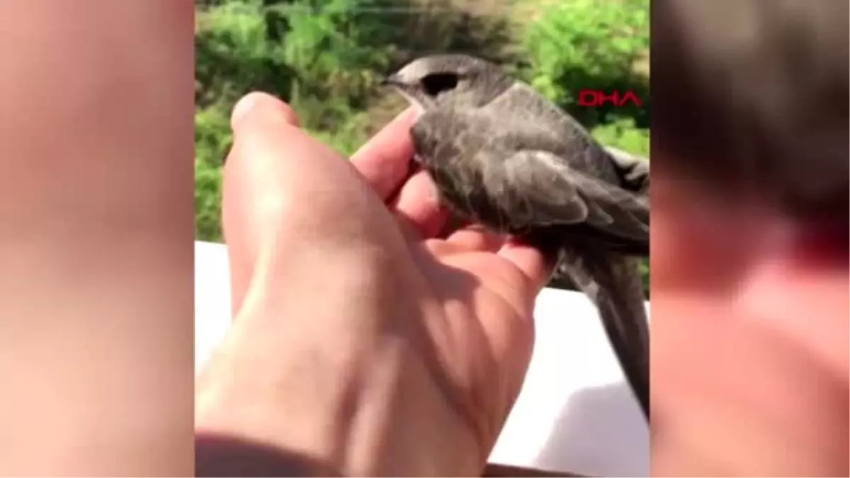 ZONGULDAK Yolda bulduğu uçamayan ebabil kuşunu sağlığına kavuşturdu