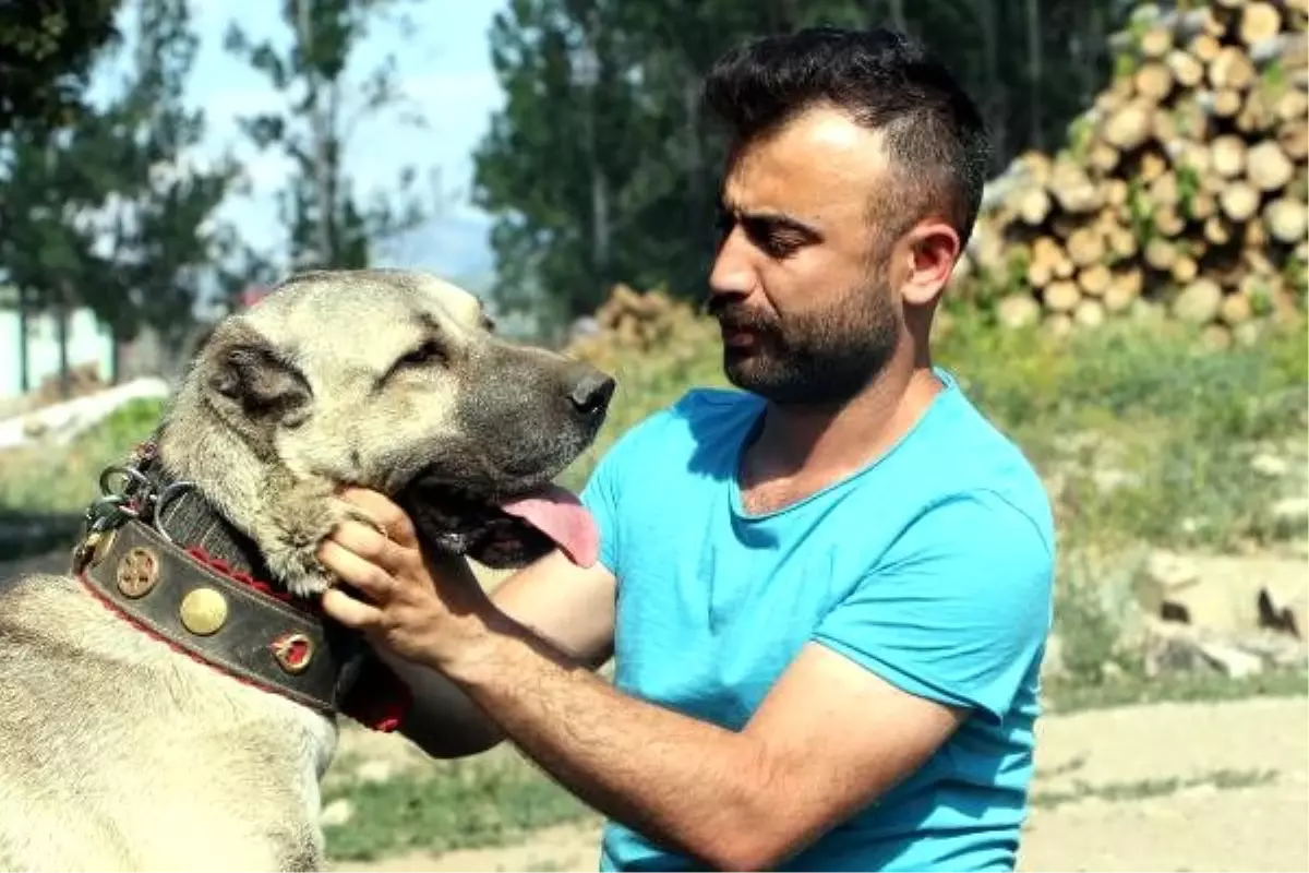 Anadolu çoban köpeklerinin yavruları doğmadan satılıyor