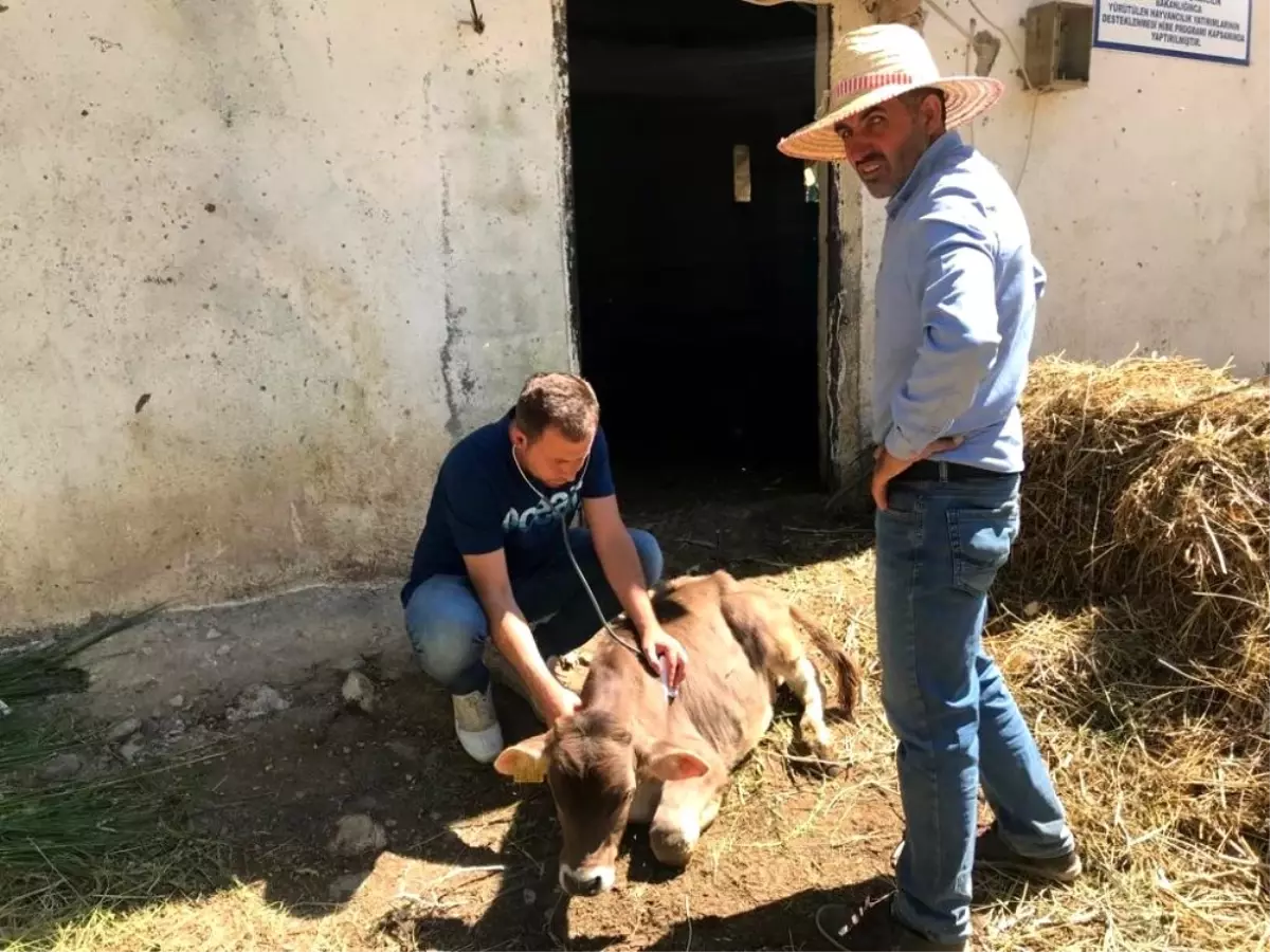 Büyükbaş hayvanlarda hastalık taraması