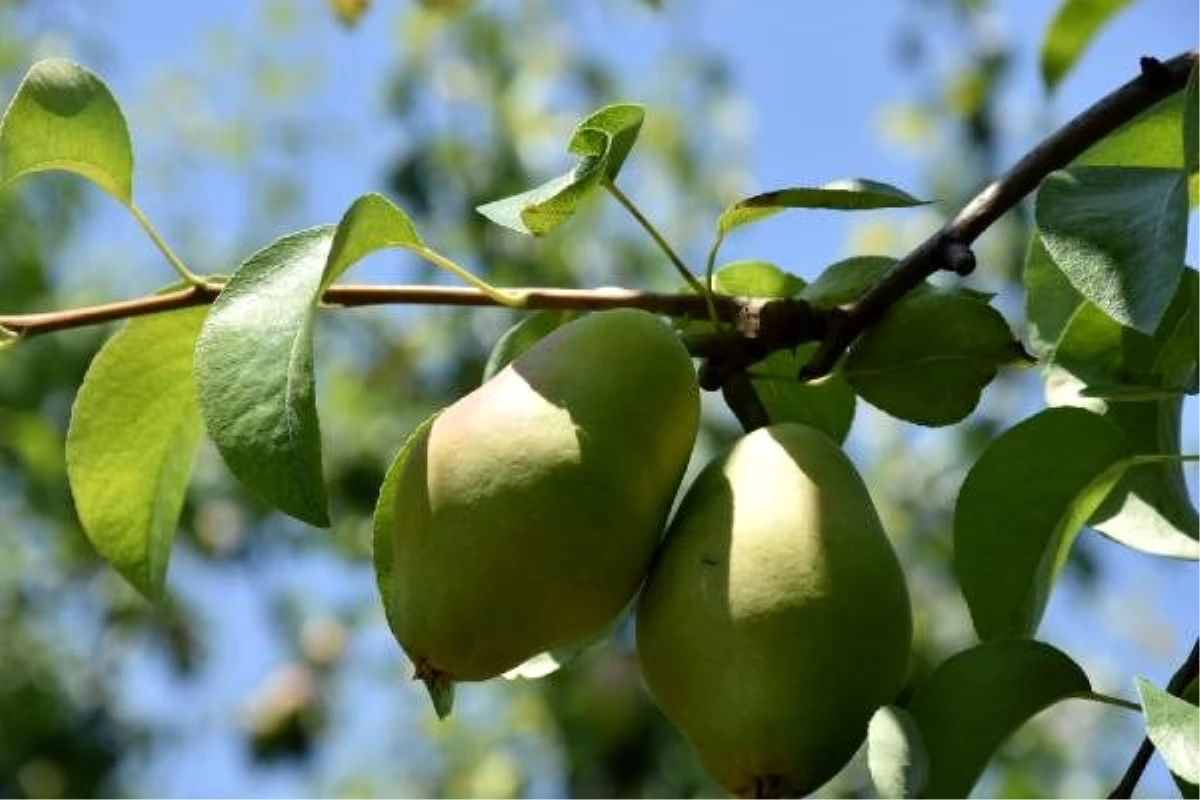 İnegöl\'de armut hasadı başladı, üretici umutlu